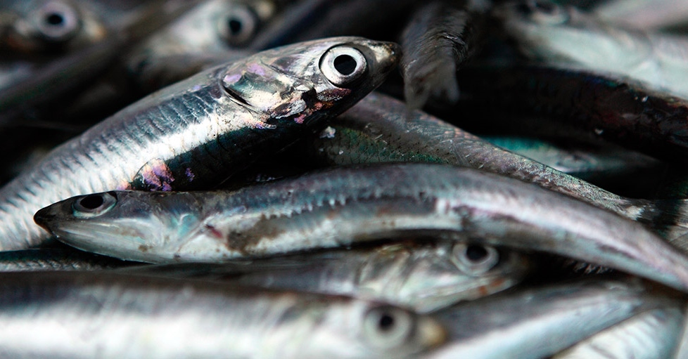 ¡Quieren detener la pesca de anchoveta!