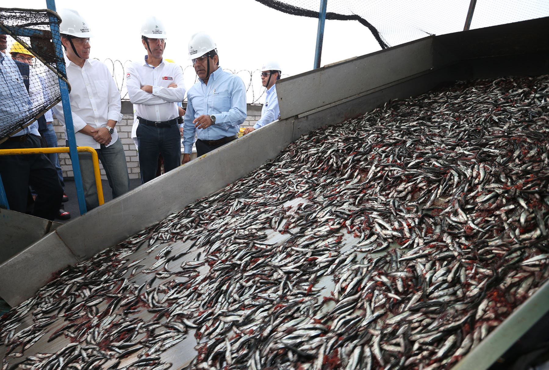 ¡Otra vez pretenden detener la pesca de anchoveta!