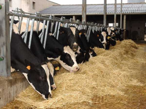 S&iacute;ndrome de la vaca lechera