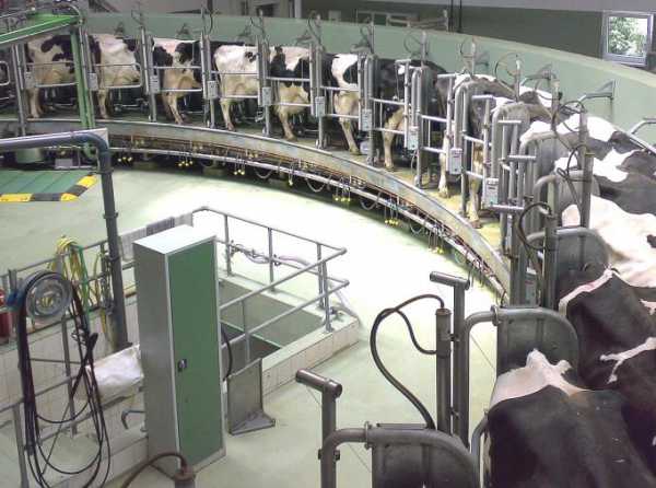 ¡Puñalada contra la industria láctea en el Perú!