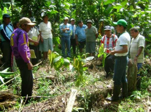 Los cafetaleros del Perú