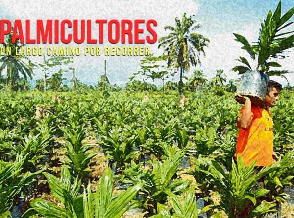 Palmicultores: un largo camino por recorrer