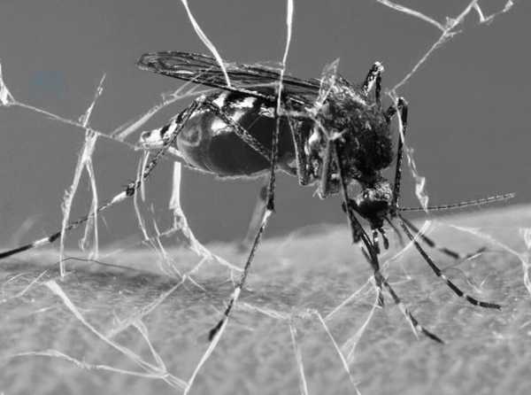 Lima Metropolitana y las falencias frente al dengue