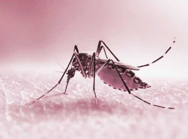 Opiniones y realidades frente al dengue