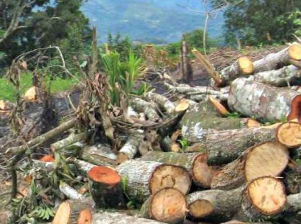 Formalizar para preservar el ambiente