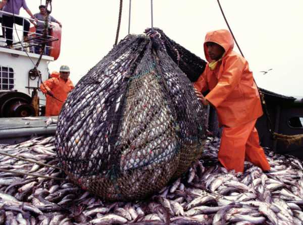 GOBIERNO PEPEKAUSA PROMUEVE LA PESCA INDUSTRIAL