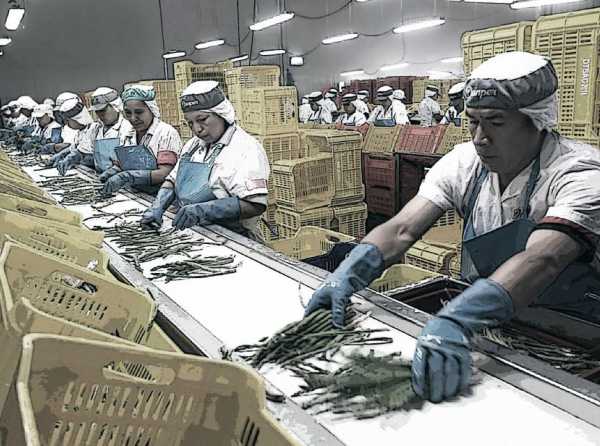 El relato y la batalla para convertir al Perú en potencia agroexportadora
