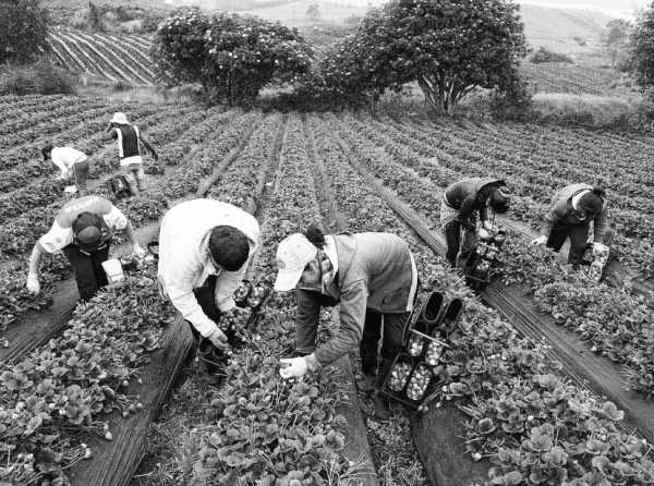 El agro sin flexibilidad laboral: menos empleo, más informalidad