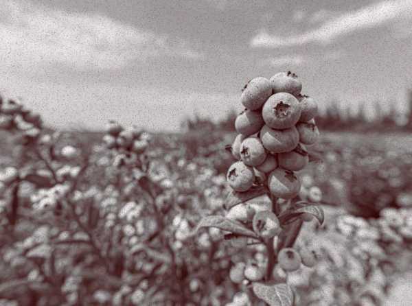 De las oenegés antimineras a las oenegés contra la agroexportación