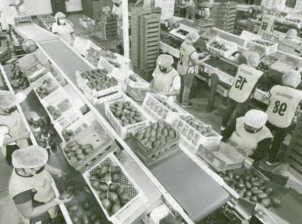 Persistir en el sueño exportador cueste lo que cueste