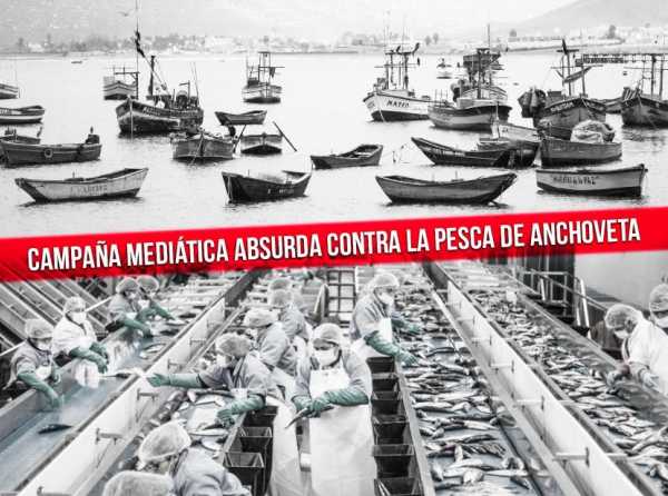 Campaña mediática absurda contra la pesca de anchoveta