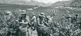 El ar&aacute;ndano, el cultivo de empleo masivo y el trabajo femenino