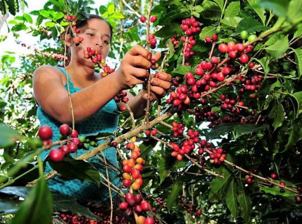 Café peruano a la conquista del mundo