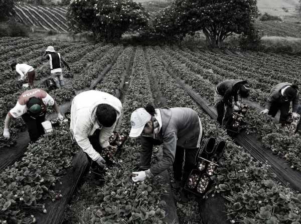 Nueva ley de promoción agraria, pero con flexibilidad laboral