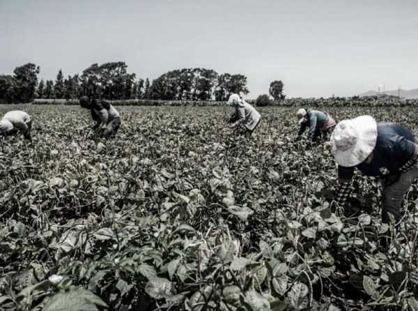 Sector agrario es objeto de una campaña de desinformación