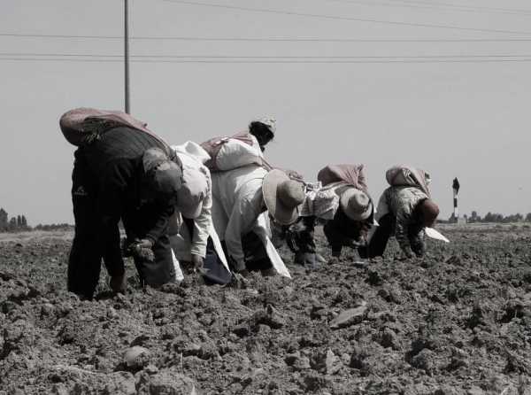 Graves problemas en la agricultura de Lambayeque y de Piura