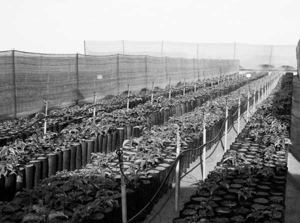 Agricultura en Olmos en problemas ante escasez de agua