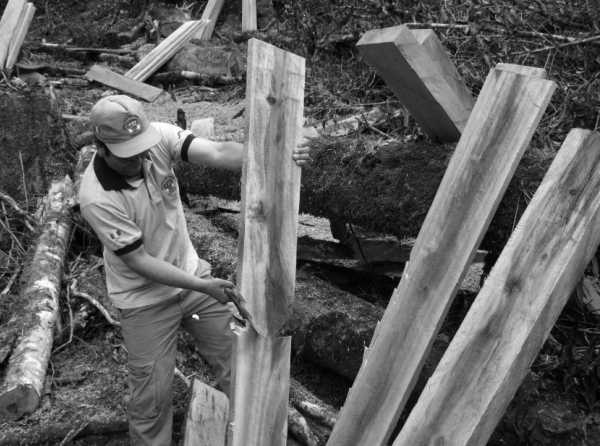 Organizar bosques contra taladores ilegales