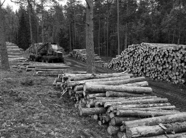 Informalidad en el sector forestal