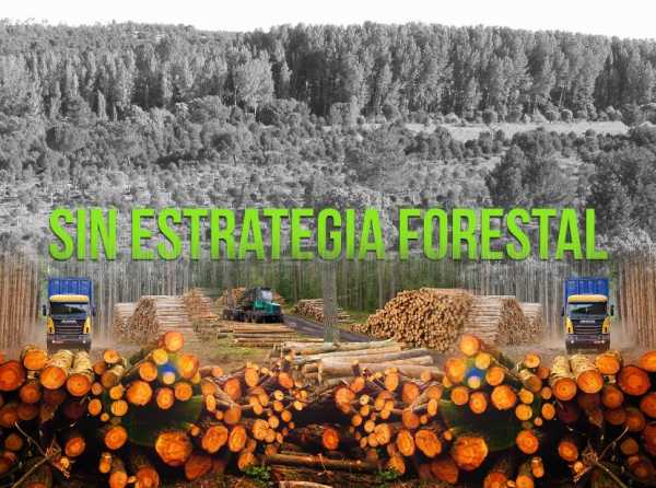 No hay estrategia forestal en el Perú