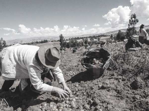 El incremento del sueldo mínimo y la destrucción del agro nacional