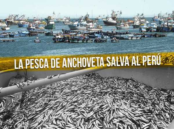 La pesca de anchoveta salva al Perú