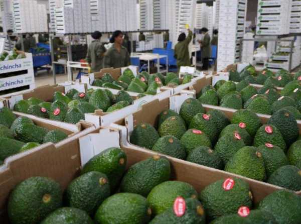 Palta, la niña de los ojos de la agroindustria