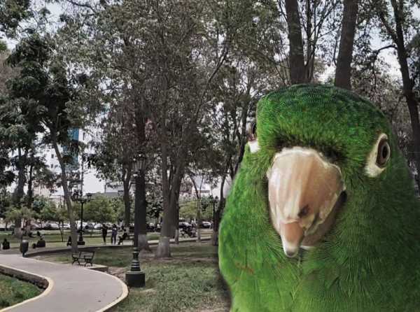 Los loros