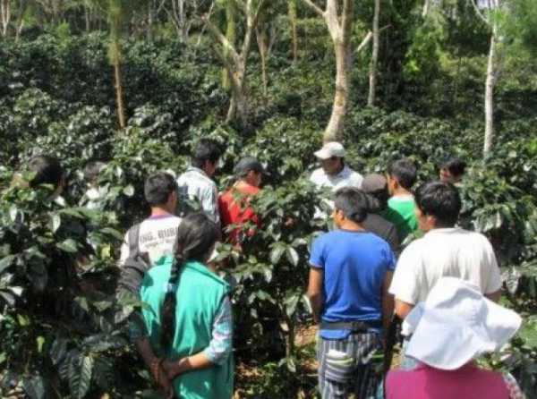 Los cafetaleros de la selva central