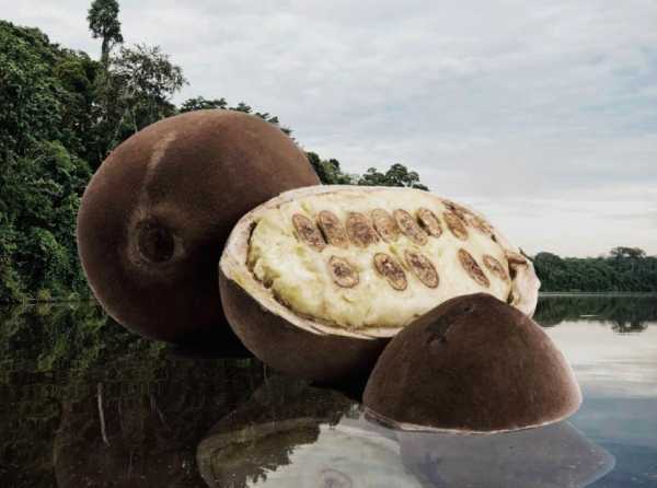 Copoazú en verano