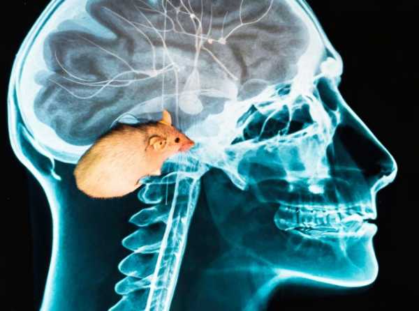 Entender la mente humana desde el cerebro de un ratón