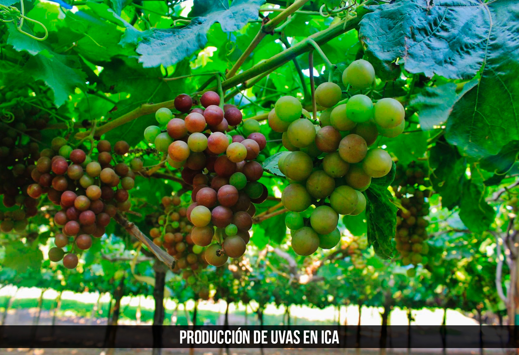 produccion de uva en ica