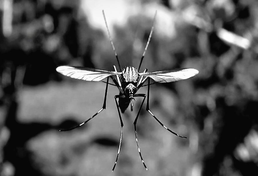 Ajuste t&eacute;cnico en la innovaci&oacute;n ante el dengue