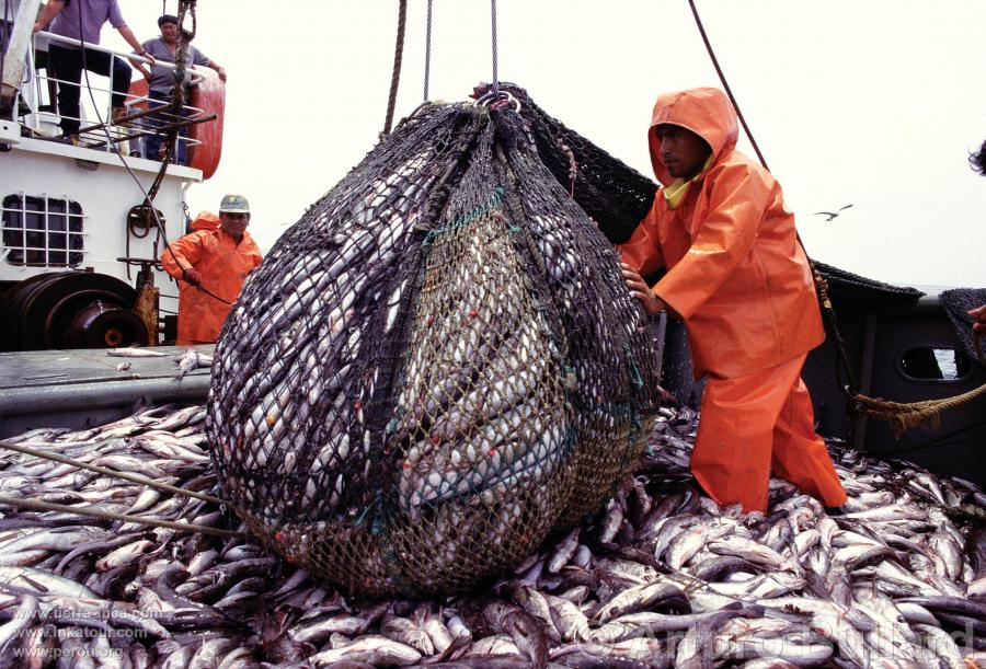 La pesca de anchoveta y el crecimiento económico