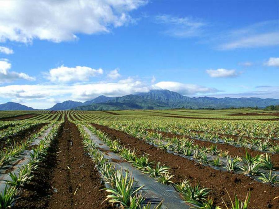 Lambayeque, la agroindustria y la clase media agrícola