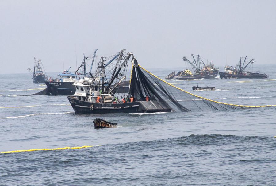 El ecologismo radical contra la pesca