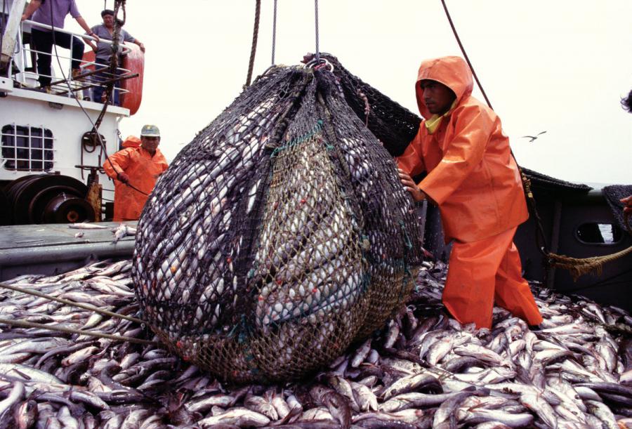 La pesca industrial y el Fenómeno de El Niño