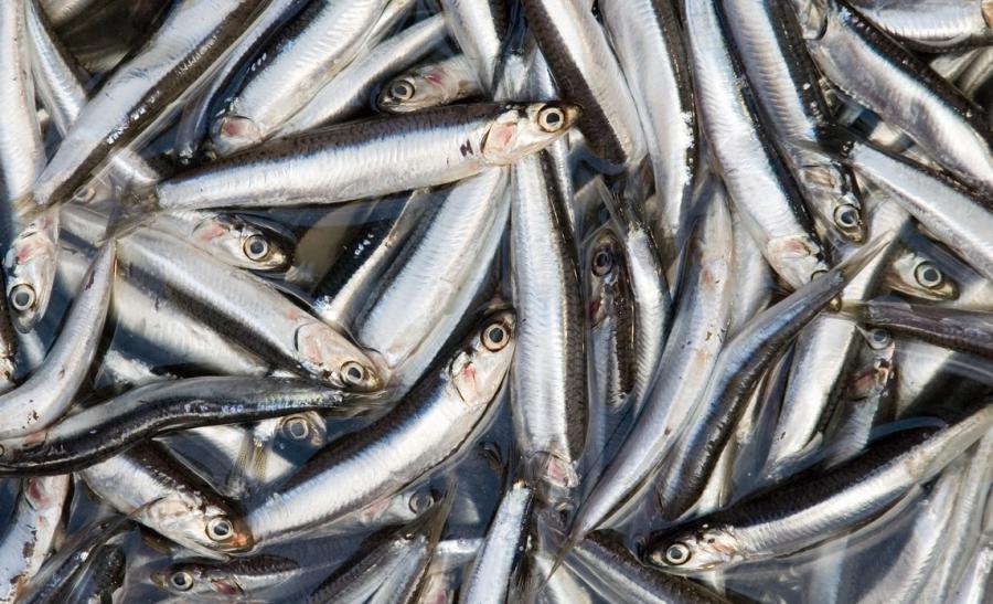 Pesca de anchoveta dinamiza economías regionales