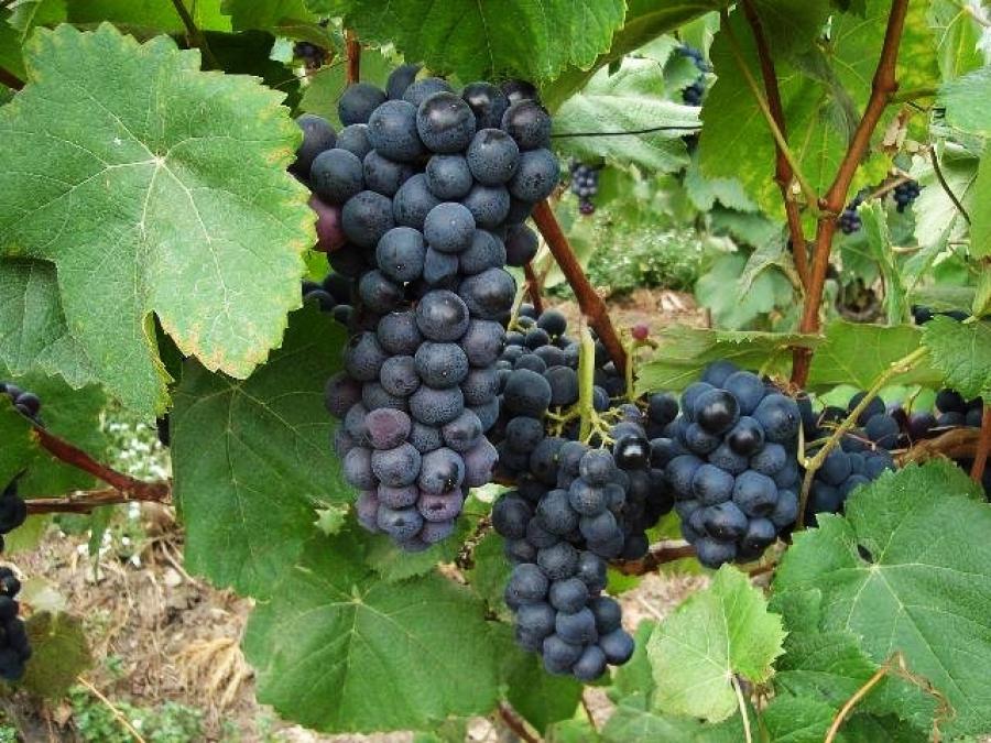 La agroexportación de uvas en La Libertad