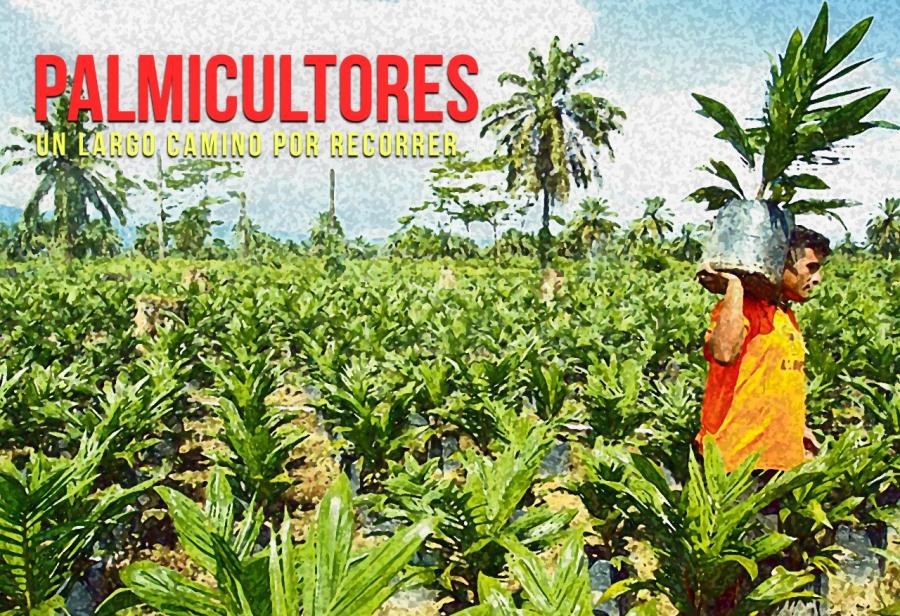 Palmicultores: un largo camino por recorrer