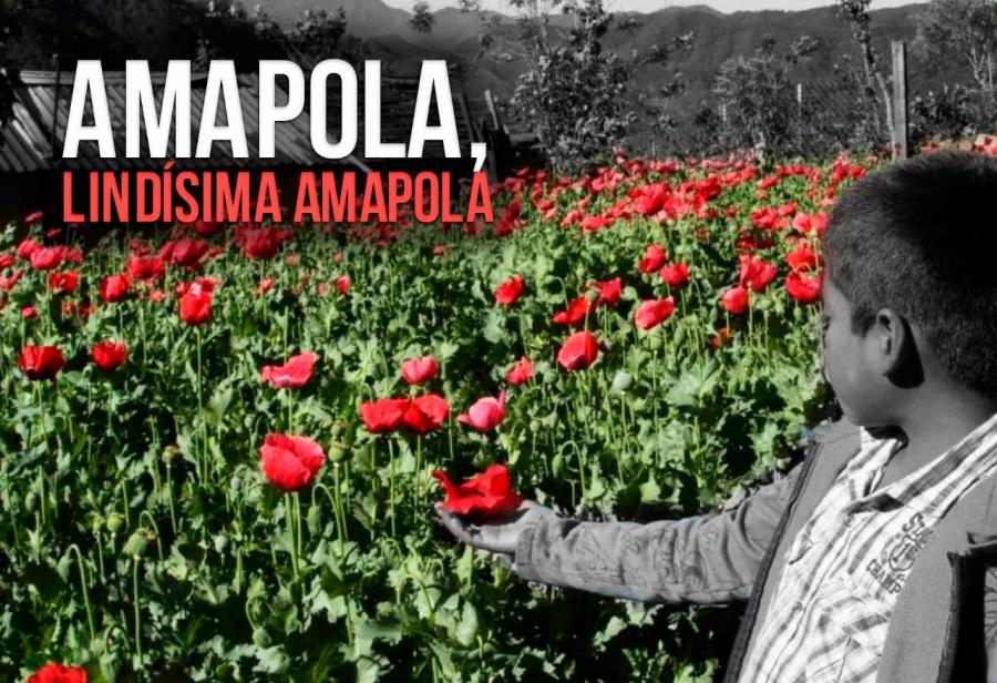 Amapola, lindísima amapola