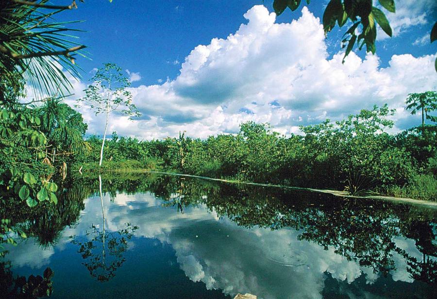 ¿Los bosques son aún nuestros?