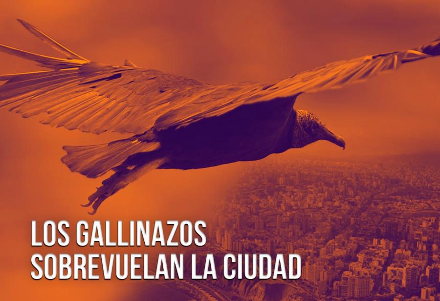 Los gallinazos sobrevuelan la ciudad