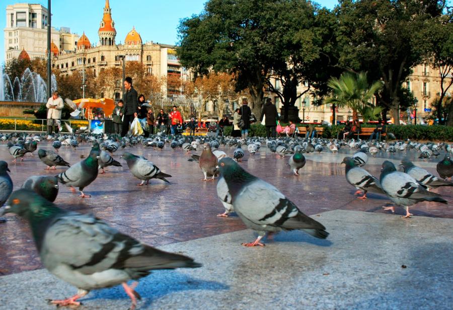 Animales de la ciudad