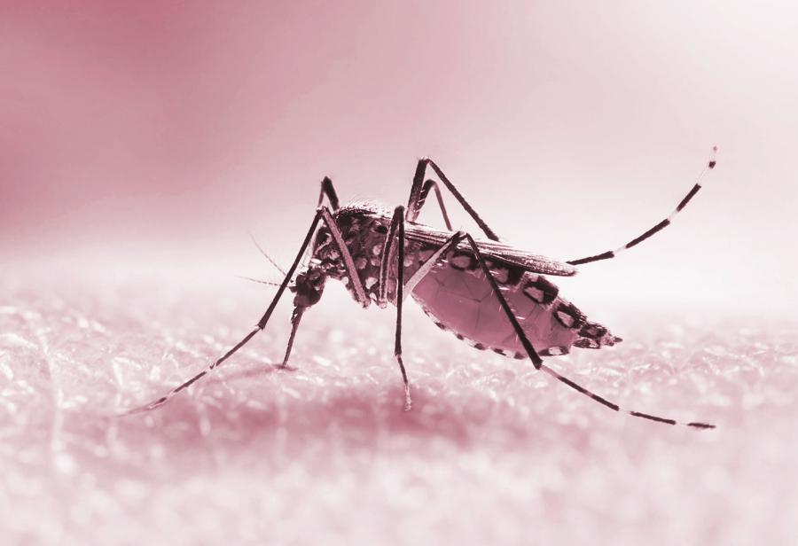 Opiniones y realidades frente al dengue