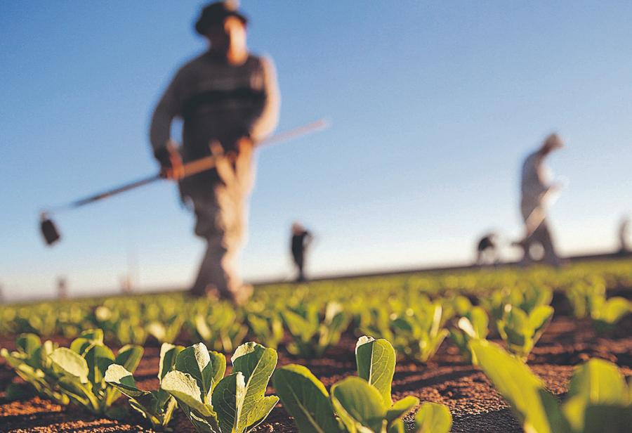 Sector Agrario Imparable Pese A Todo | EL MONTONERO