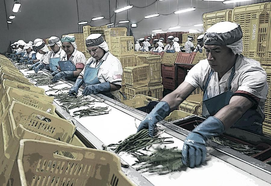 El relato y la batalla para convertir al Perú en potencia agroexportadora