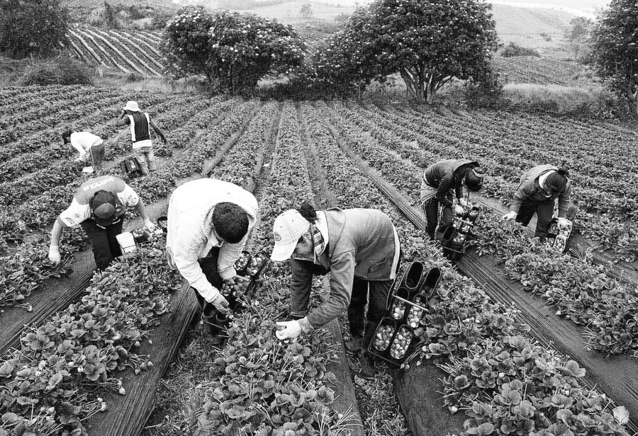El agro sin flexibilidad laboral: menos empleo, más informalidad