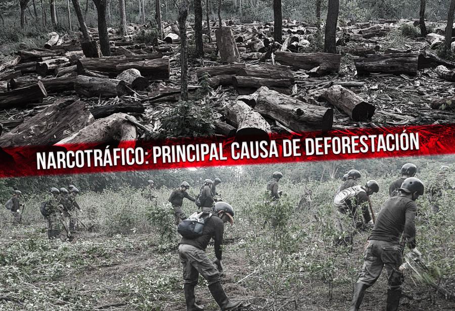 Narcotráfico: principal causa de deforestación