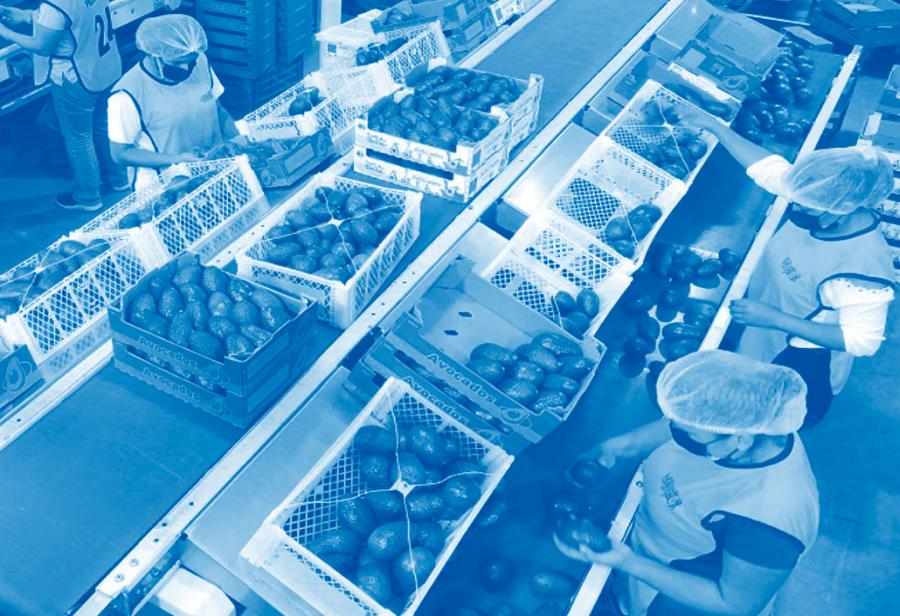 Insistir en el proyecto de un Perú agroexportador